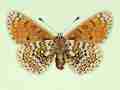 Melitaea cinxia female (aberrant form jubilaris, verso) (Internet Image property of respective owner, non-commercial use only)